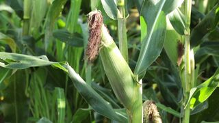 SWEETCORN 3