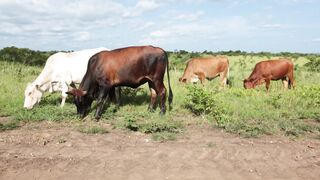 Cattle on a farm 1