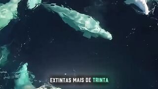 Filmagem rara e antiga de animais do Gelo