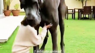 1 minuto animal - os maiores cães do mundo - o 1º é impressionante!