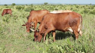 Cattle on a farm 23