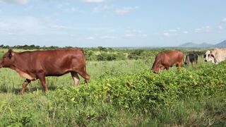 Cattle on a farm 2