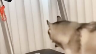 The Funniest Animal Moments You’ll See Today 😂🐾 | Try Not to Laugh!”