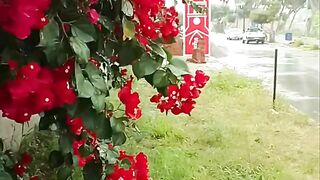 Jurema Pernambuco Brasil 3