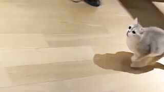 funny animal video 😂