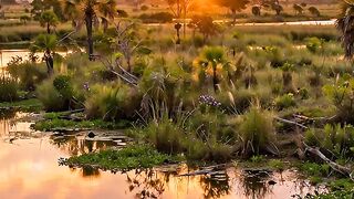 Natureza do Pantanal MT Brasil