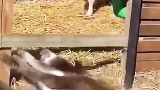 "Donkey falls on its back and starts laughing at itself! Funniest animal moment you'll see today!"