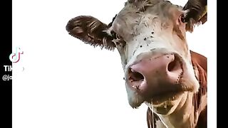 Muhhh