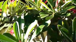 Plantas do Brasil