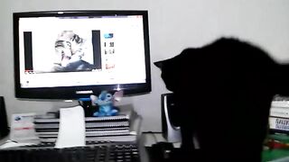 Zion meus gatos