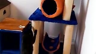 CAsa dos gatos