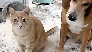 Cat Blames Dog for Kitchen Mess - Owner's Reaction