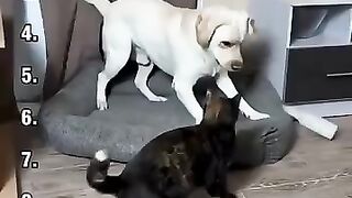 Top 10 Cat vs Dog Moments!