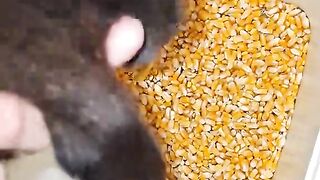 The weakest cat in our house / 우리 집에서 가장 약한 고양이