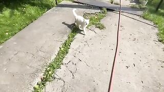 A playful kitten / 장난기 많은 새끼 고양이.