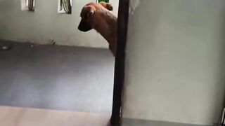 Strange animal behavior, part one / 동물의 기이한 행동, 제1부.