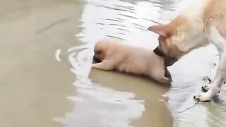 Strange animal behavior, part two / 동물의 기이한 행동, 2부.