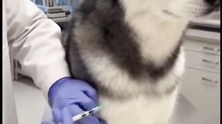 Dog vs. Doctor / 개 대 의사  gae dae uisa