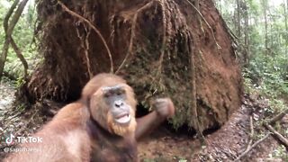 MACACO INTELIGENTE