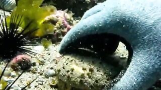 POV Exploring the Hidden World Beneath the Ocean 🌊🐠 #oceanlife #underwaterworld #seaurchins