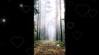 Walking Through the Misty Forest 🌲✨ | Peaceful Nature Vibes