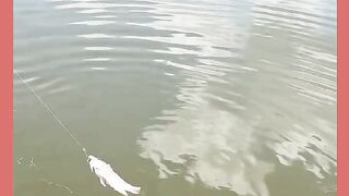 PIRARUCU  PEIXE MUITO GRANDE
