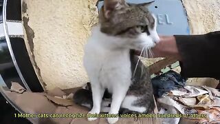 8 Truths About Street Cats Only Feeders Like Me Know