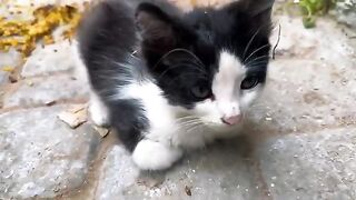 Devoted mother cat stays awake guarding adopted kittens while they sleep in shadows