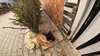 Patience pays off as a protective mama allows her kitten to approach me
