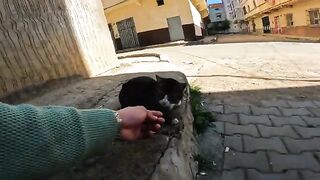 Cute, homeless cats need love and are asking for food because they are hungry.