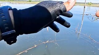 PEIXE TUCUNARÉ