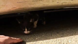 I found this starving kitten crying under a car wheel... she was so scared
