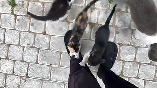 The kittens recognize my scent after months of absence, and seek affection and love before food.