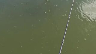 PEIXE LEVOU PARA LONGE