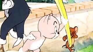 The Cutest Kitten Betrayed Tom In Front Of Everyone! 🍼💔 You'll Die Laughing!