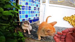 Fearful mother cat finally accepts my help after watching me feed her kittens