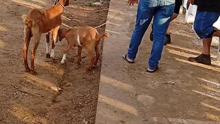 Feira de cabrito 2