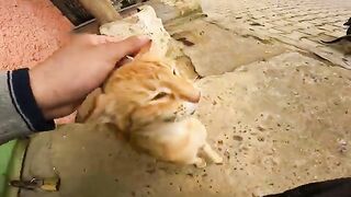 The moment a wary mother cat allows her kittens to play near me