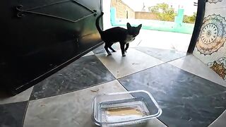 Feeding the formal tuxedo cat who waited at my doorstep all night