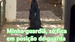 German Shepherd dog 2