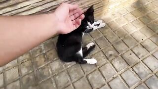Small kitten clings to my leg until her entire family feels safe eating