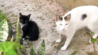 Transforming fear into hope for a hungry black kitten and her family
