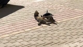 Providing specialized recovery nutrition for a nursing mother of five stray kittens