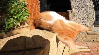 An encounter with an old cat protecting orphaned kittens on a street in front of a house