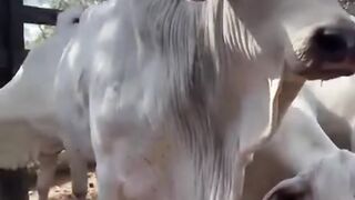¡Qué ganado tan bonito en el corral! 🐂😂