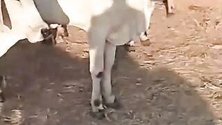 ¡Ganado bien cuidado es otra historia! 🐂🌱
