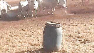 Después de Comer, ¡Ahora Toca Tomar Agua! 🐂💦
