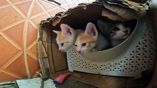 A moment of joy for kittens with their favorite meal