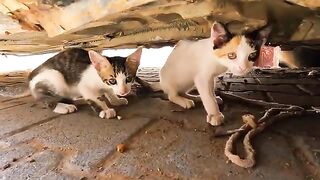 Saving kittens hiding under a car: Their reaction broke my heart