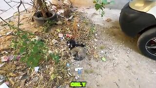 While I try to feed this family of cats, they are scared and shy of me.